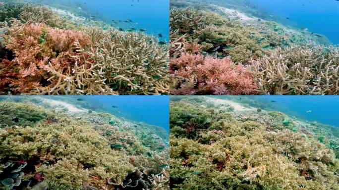 美丽的水下彩色热带珊瑚礁和海鱼。探索海洋中的野生动物风景。在亚洲珊瑚礁平静的海洋浮潜。明亮充满活力的