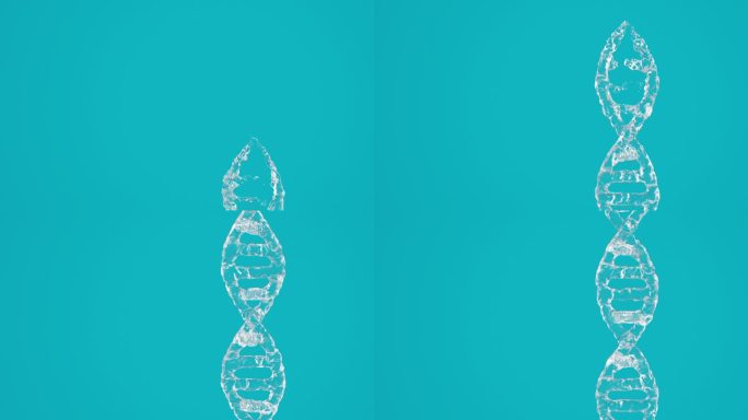近距离的水DNA模型