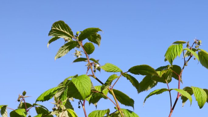 绿树莓丛和未成熟的绿浆果