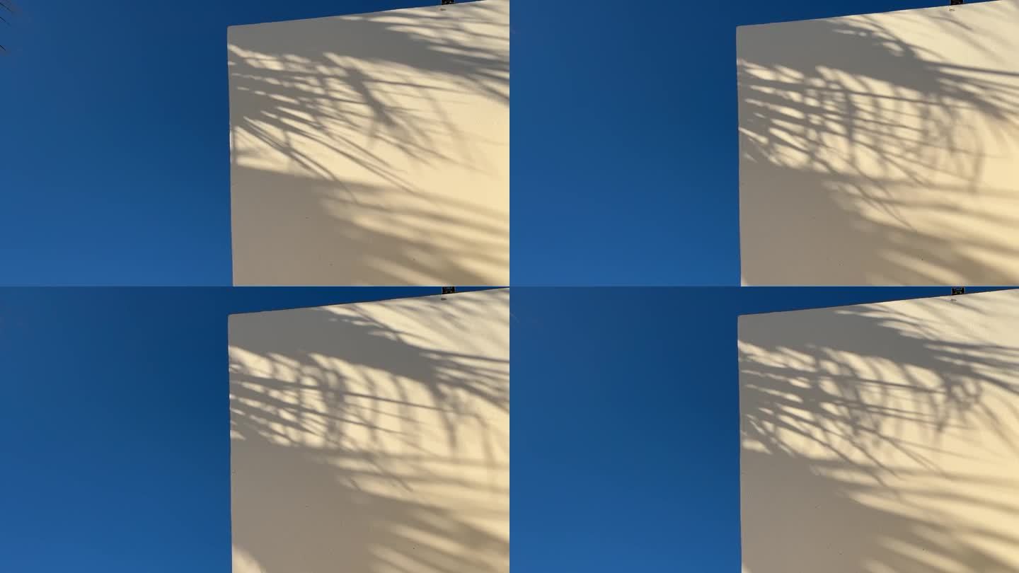 抽象剪影米色背景的自然树叶树枝落在墙上。透明的热带树叶模糊的阴影，早晨的阳光。