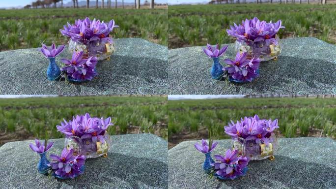 紫色的藏红花花在美丽的水晶容器