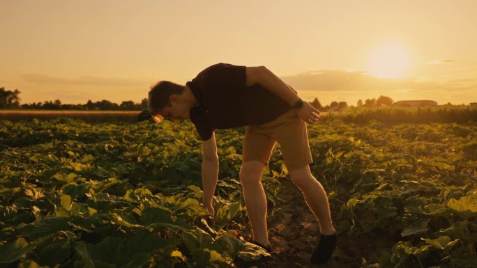 《日落的拥抱》。农民检查。成长中的南瓜会发光。体验农业之美