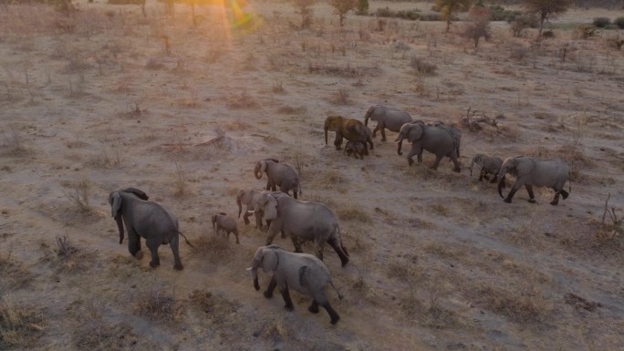 空中特写。一群正在繁殖的小象在日落时分带着小象离开一个水坑