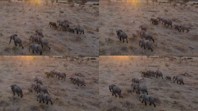 空中特写。一群正在繁殖的小象在日落时分带着小象离开一个水坑