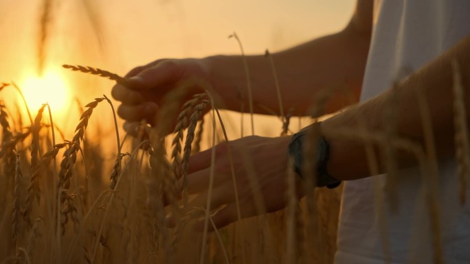 SLO MO黄金时刻考察:晚霞下年轻农民在麦田里考察小麦作物的特写