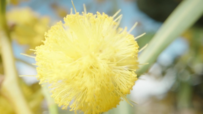 一个毛茸茸的黄色球含羞草花，灌木在蓝色的天空背景，微距。
