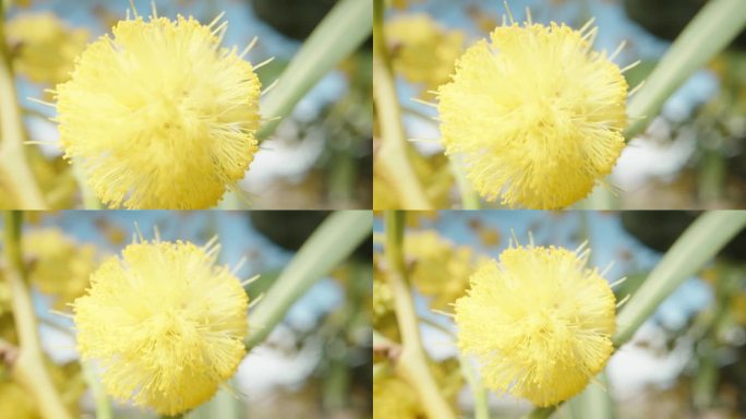 一个毛茸茸的黄色球含羞草花，灌木在蓝色的天空背景，微距。