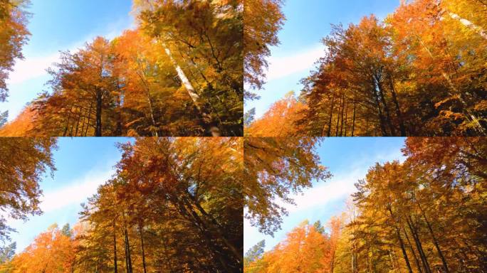 在阳光明媚的日子里穿过五彩缤纷的秋林
