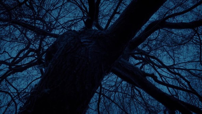 黑暗中可怕的扭曲树