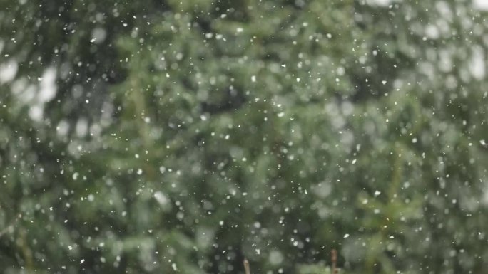 美丽的冬季雪景。迷人的冬天在森林里，雪落在树上。降雪背景下的松树枝。雪花飘落的慢动作冬季景观。