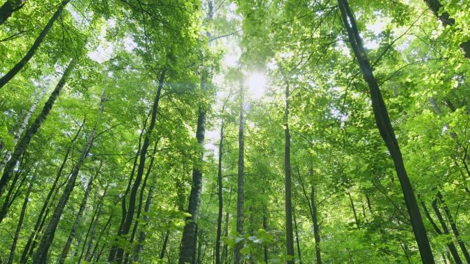 夏季的落叶绿色深林。美丽的森林被精致的太阳温暖的光线照亮。时间流逝。