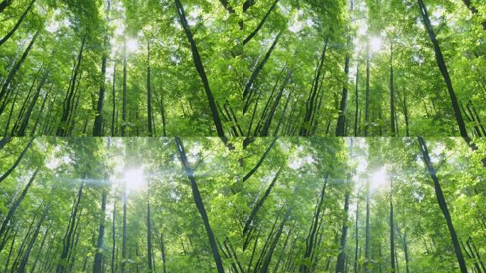 夏季的落叶绿色深林。美丽的森林被精致的太阳温暖的光线照亮。时间流逝。