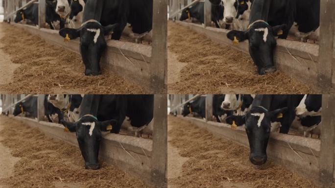 牛棚里的奶牛在吃饲料