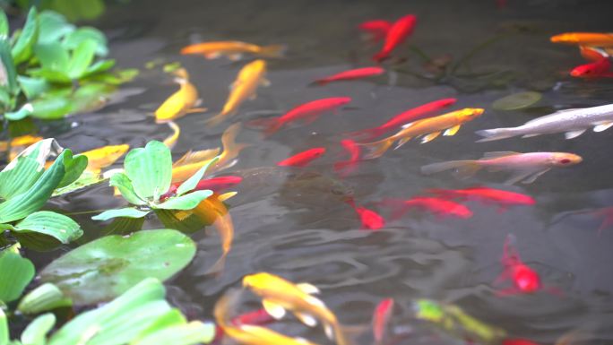 鲤鱼水中游