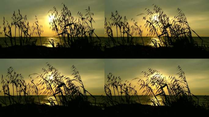 美丽的落日穿过海岸的草地