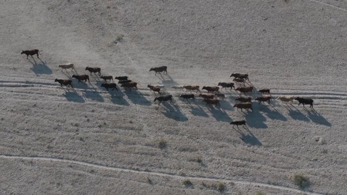 天线。气候变化。干旱。水危机。瘦弱的牛群在尘土飞扬、干燥的小路上寻找水源