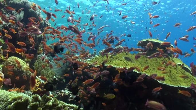 巴厘岛的水下珊瑚礁呈现出令人着迷的鱼群奇观。