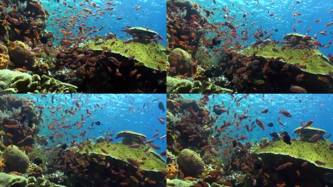 巴厘岛的水下珊瑚礁呈现出令人着迷的鱼群奇观。