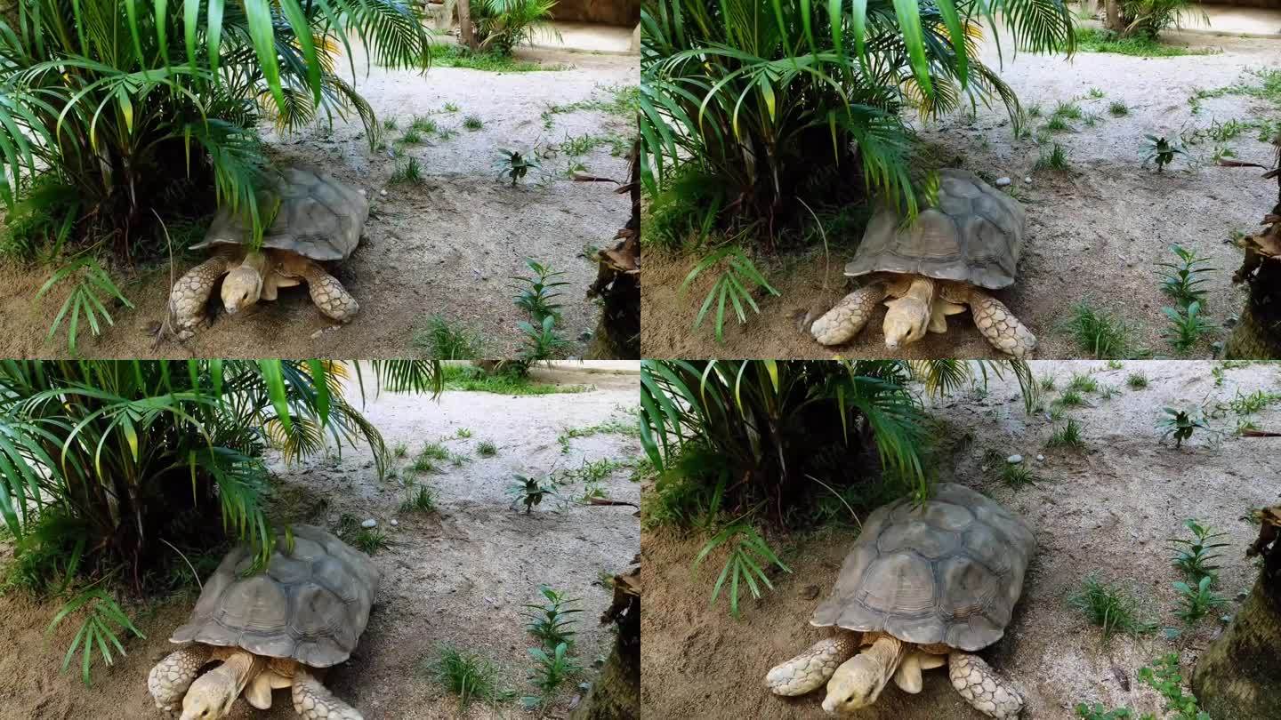 非洲刺龟