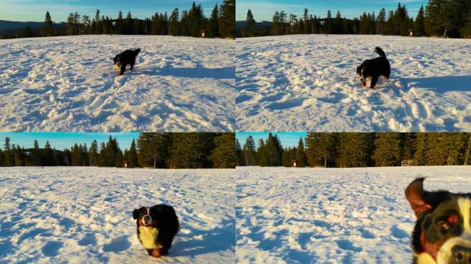 伯尔尼山狗在雪地里追赶无人机