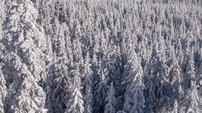 冬季的森林航拍图航拍雪景森林