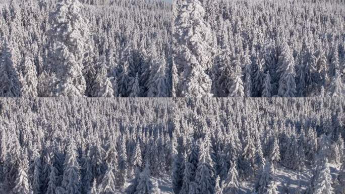 冬季的森林航拍图航拍雪景森林
