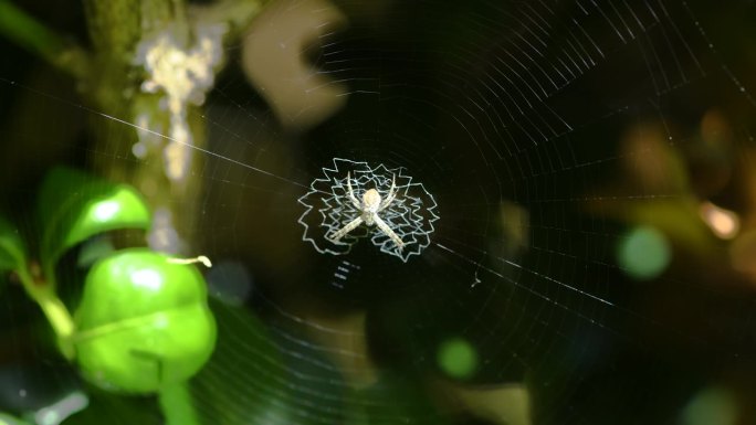 澳大利亚花园蜘蛛在网上的特写