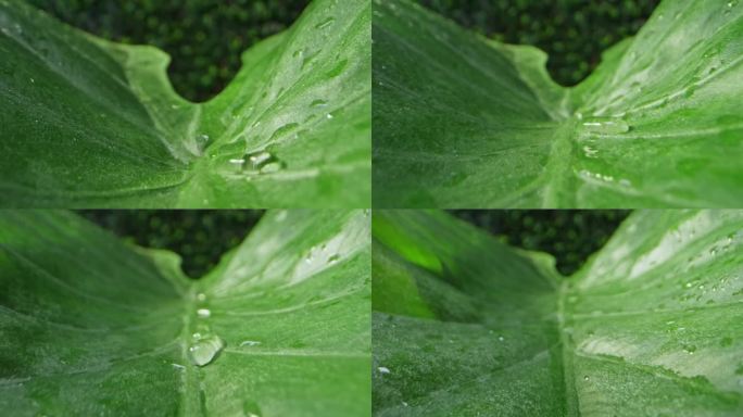 水滴聚集在一片大叶子的表面并向下滑动