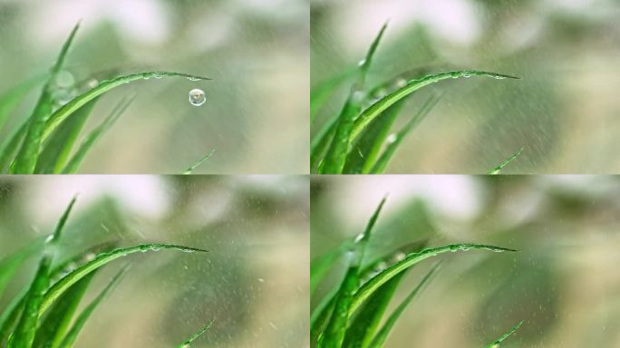 雨中从草上落下的水滴