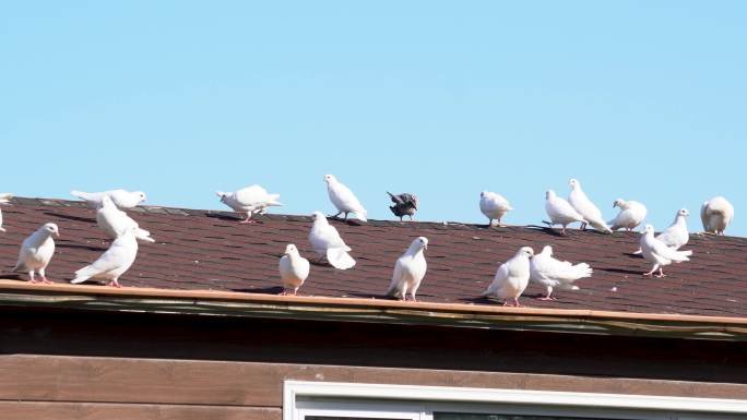 房顶上的白色鸽子