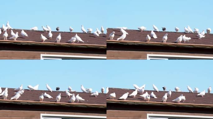 房顶上的白色鸽子