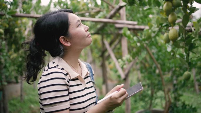 一位农场女工走过柠檬花园。她在农场检查庄稼时使用电子平板电脑。做最有利于农产品质量增长的事。