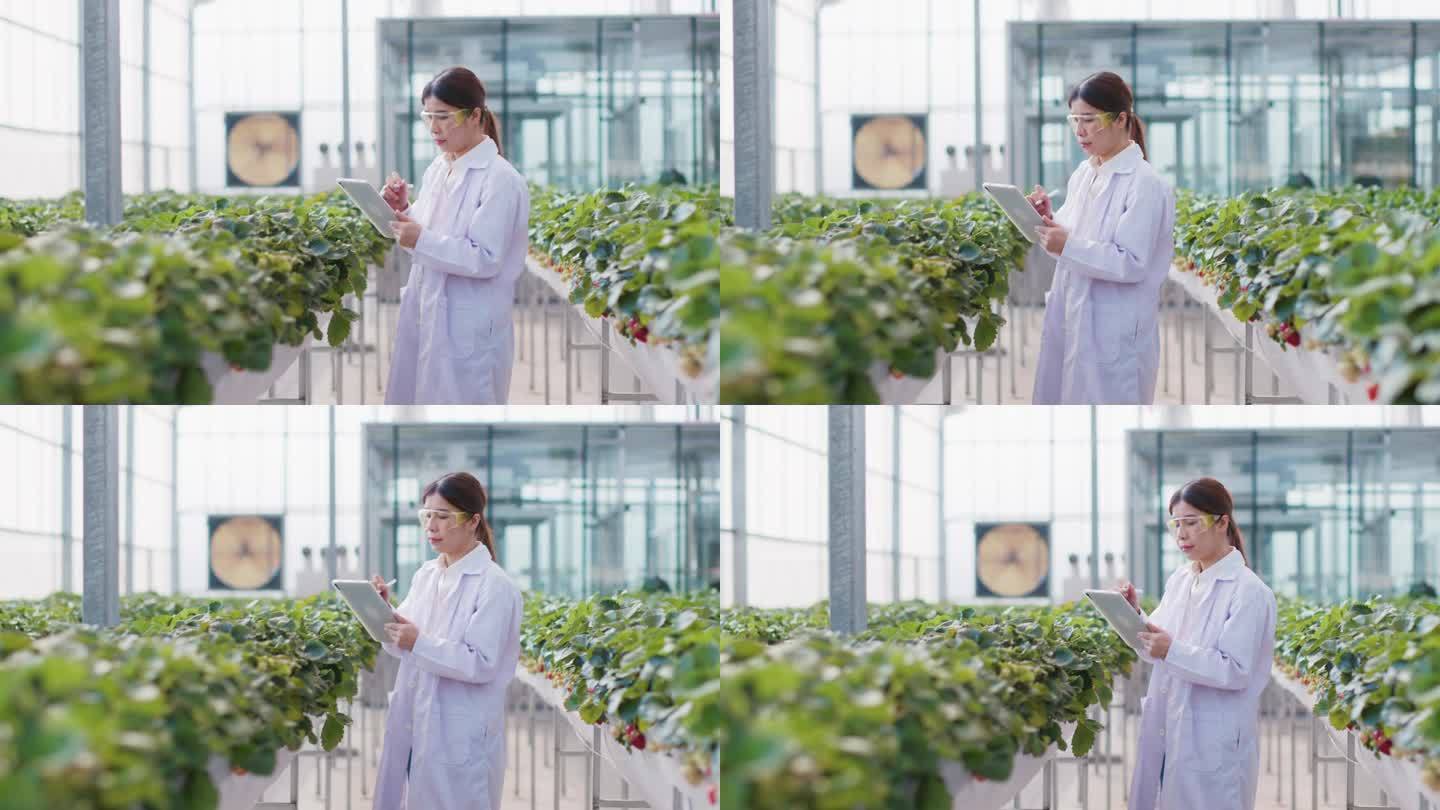 科学家在分析温室里的植物时正在使用数字平板电脑