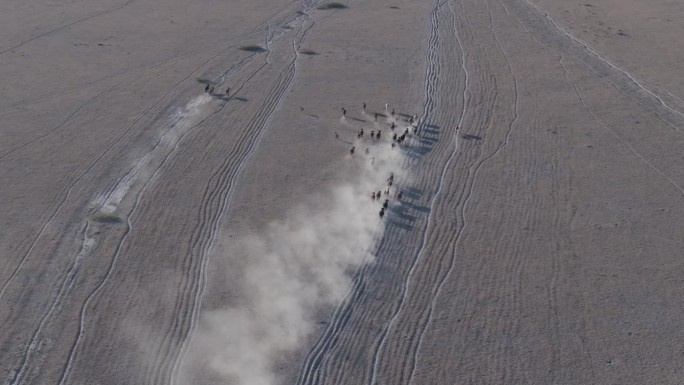 航拍后视图。气候变化。干旱。水危机。瘦弱的牛群沿着尘土飞扬、干燥的小路奔跑，寻找水源