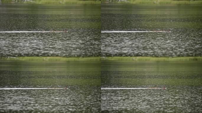 加德沃尔小鸭子在水面上奔跑，加入了队伍