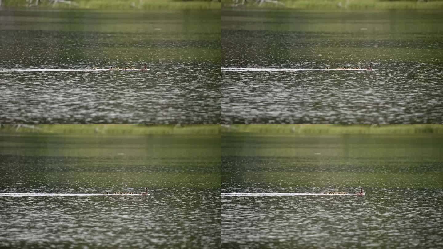加德沃尔小鸭子在水面上奔跑，加入了队伍