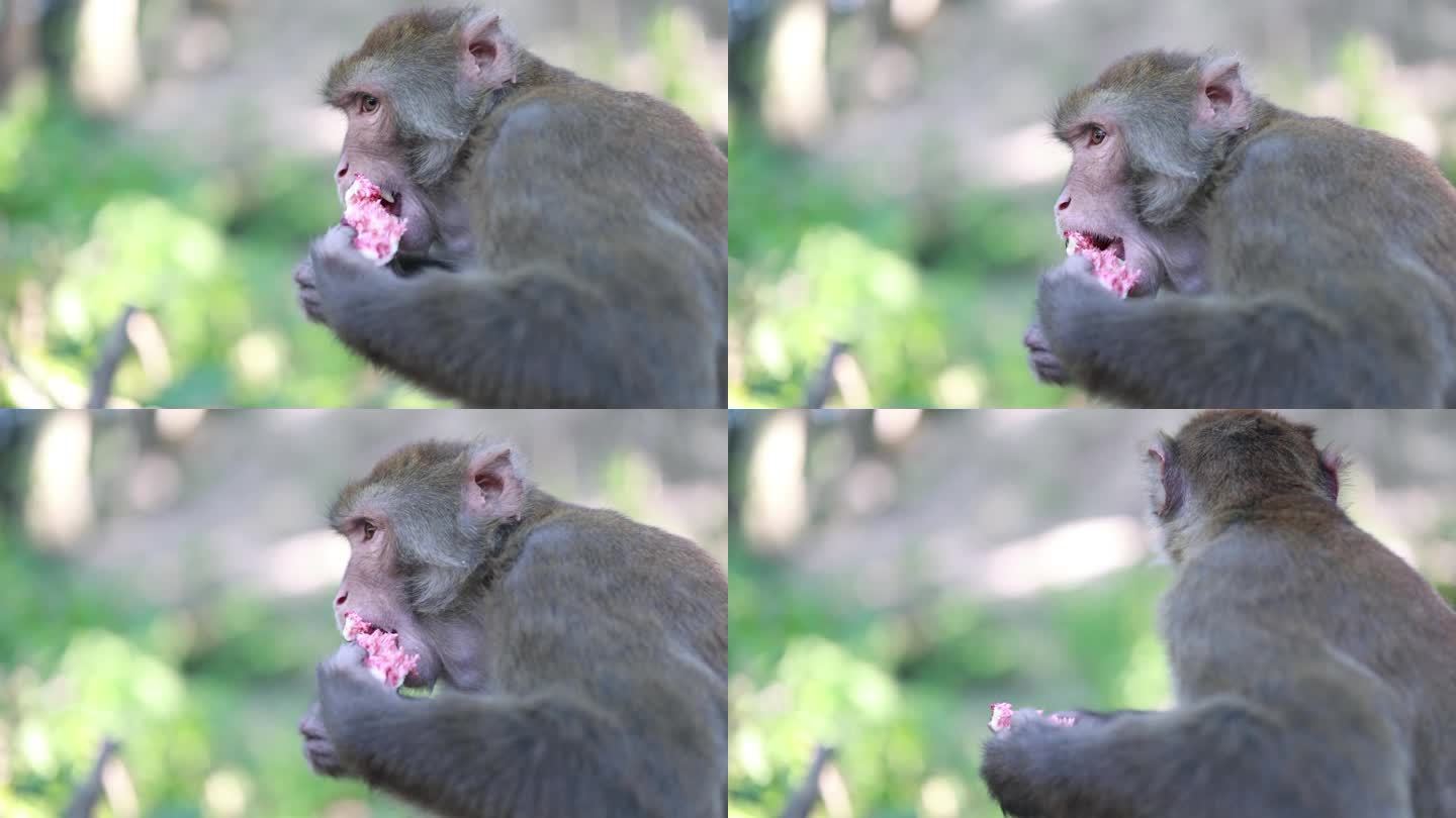 野生猴子肖像家养果实灰色