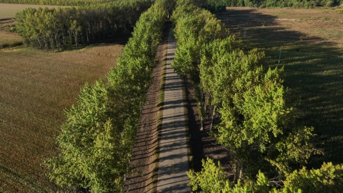 两边是白桦树的乡村道路航拍