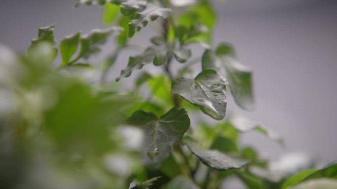 多肉繁茂的植物花园生长在一个罐子极端特写显示背景