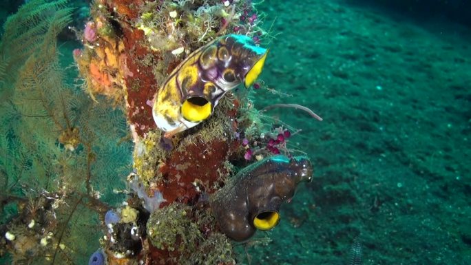 巴厘岛的海底世界是水下珊瑚虫的天堂。