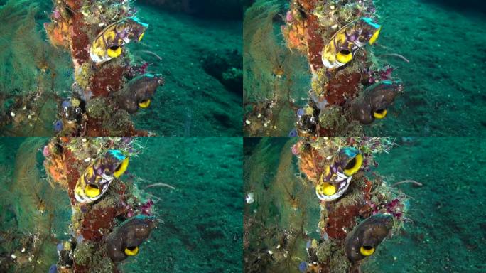 巴厘岛的海底世界是水下珊瑚虫的天堂。