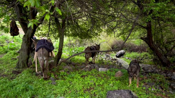 驴和狗在树旁珍稀动物环保旅游