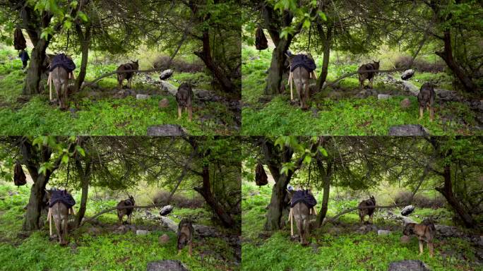 驴和狗在树旁珍稀动物环保旅游