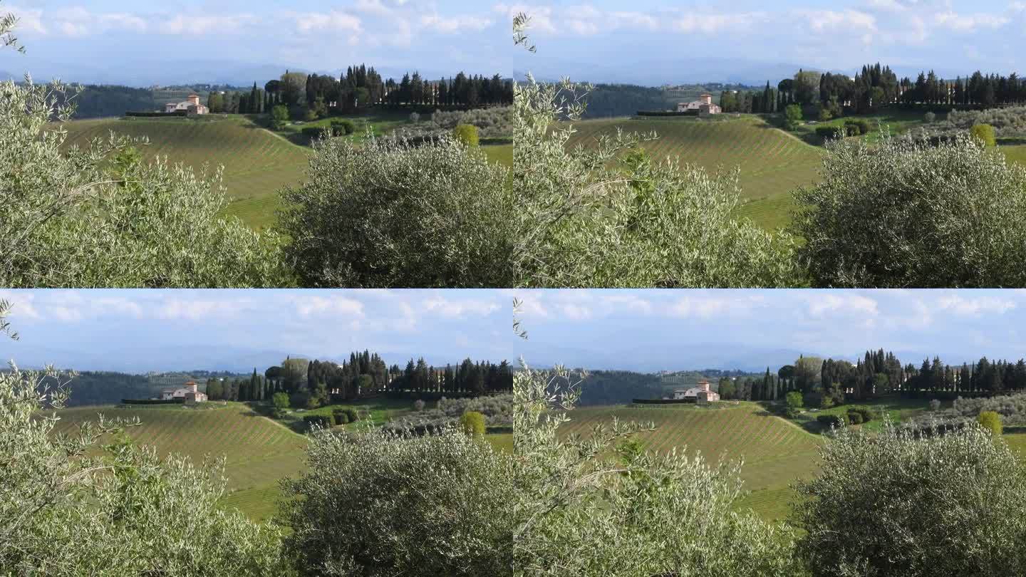 在春天，橄榄树随风摇曳，背景是典型的托斯卡纳景观，农舍和绿色的葡萄园。意大利
