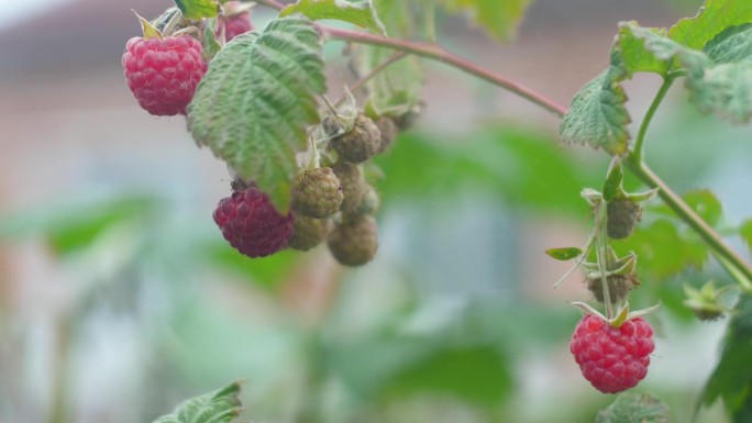 特写:夏天的一天，树莓在树枝上成熟。树莓生长在果园里。树莓是一种天然的抗氧化剂