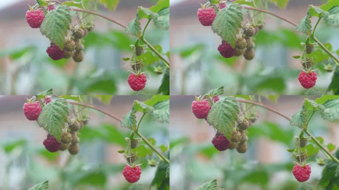 特写:夏天的一天，树莓在树枝上成熟。树莓生长在果园里。树莓是一种天然的抗氧化剂