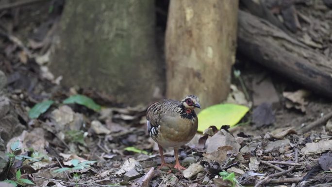 鹧鸪鸟:成年斑背鹧鸪(Arborophila brunneopectus)，也被称为褐胸山鹧鸪。