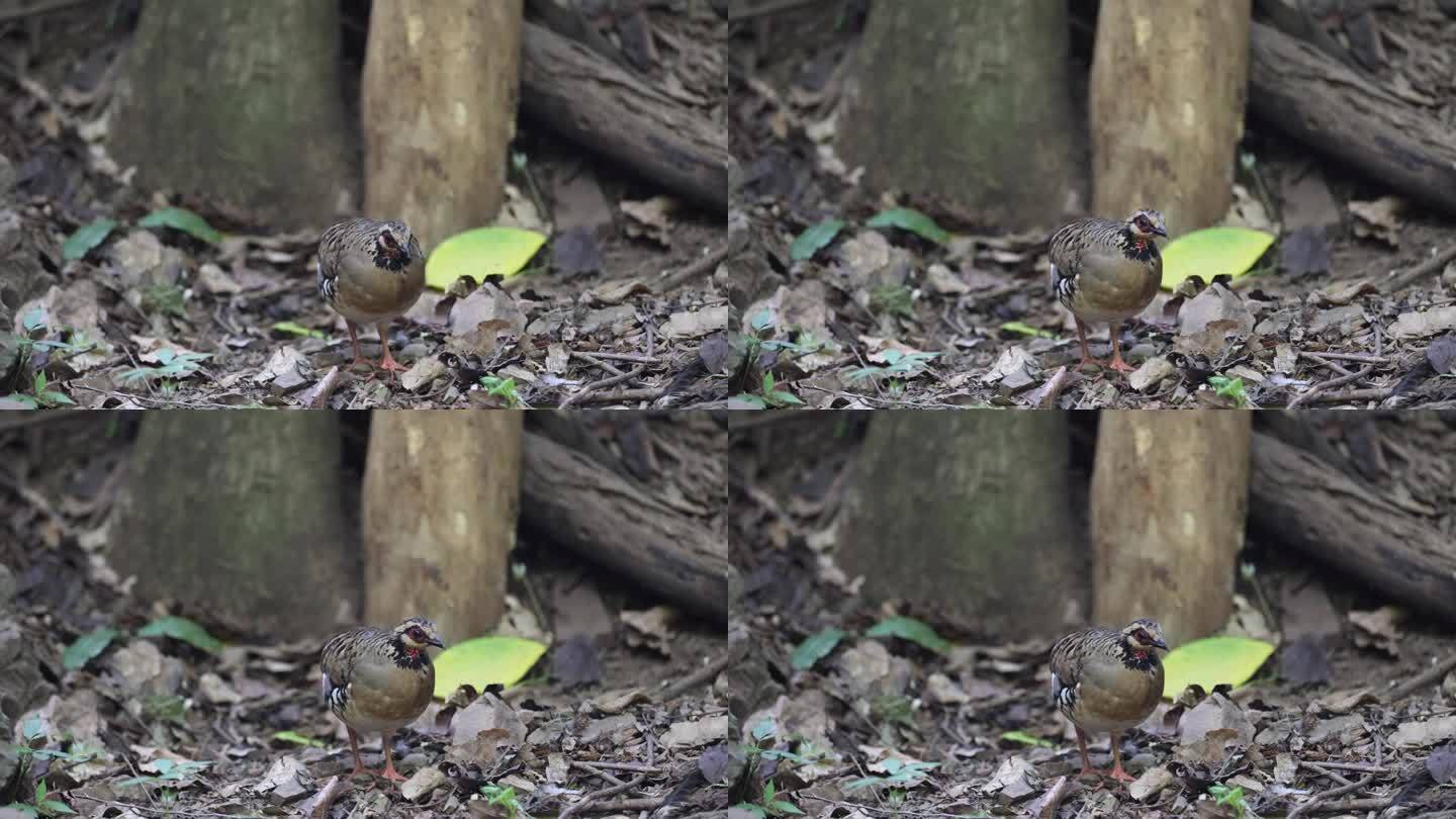 鹧鸪鸟:成年斑背鹧鸪(Arborophila brunneopectus)，也被称为褐胸山鹧鸪。