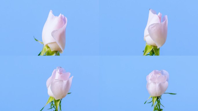 玫瑰果花盛开和旋转在蓝色背景的延时4k视频。缩小延时视频。