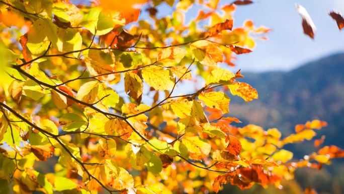 秋天的树枝和五颜六色的树叶特写